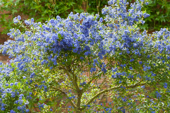 Flowers (38)